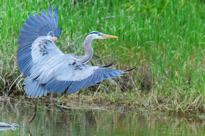 Heron Landing